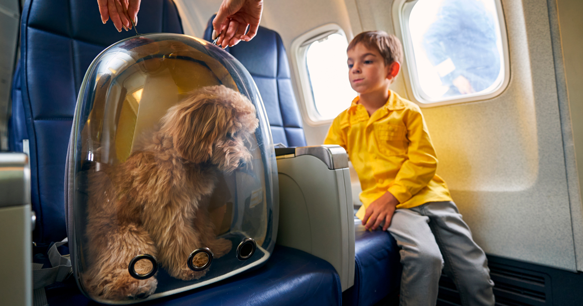 Aeroflot'ta evcil hayvanlara yolcu koltuğunda seyahat 