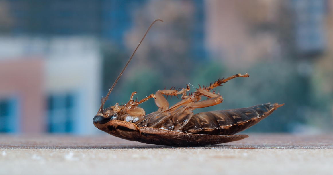 Moskova'da hamam böceği kira kontratı fesih gerekçesi 
