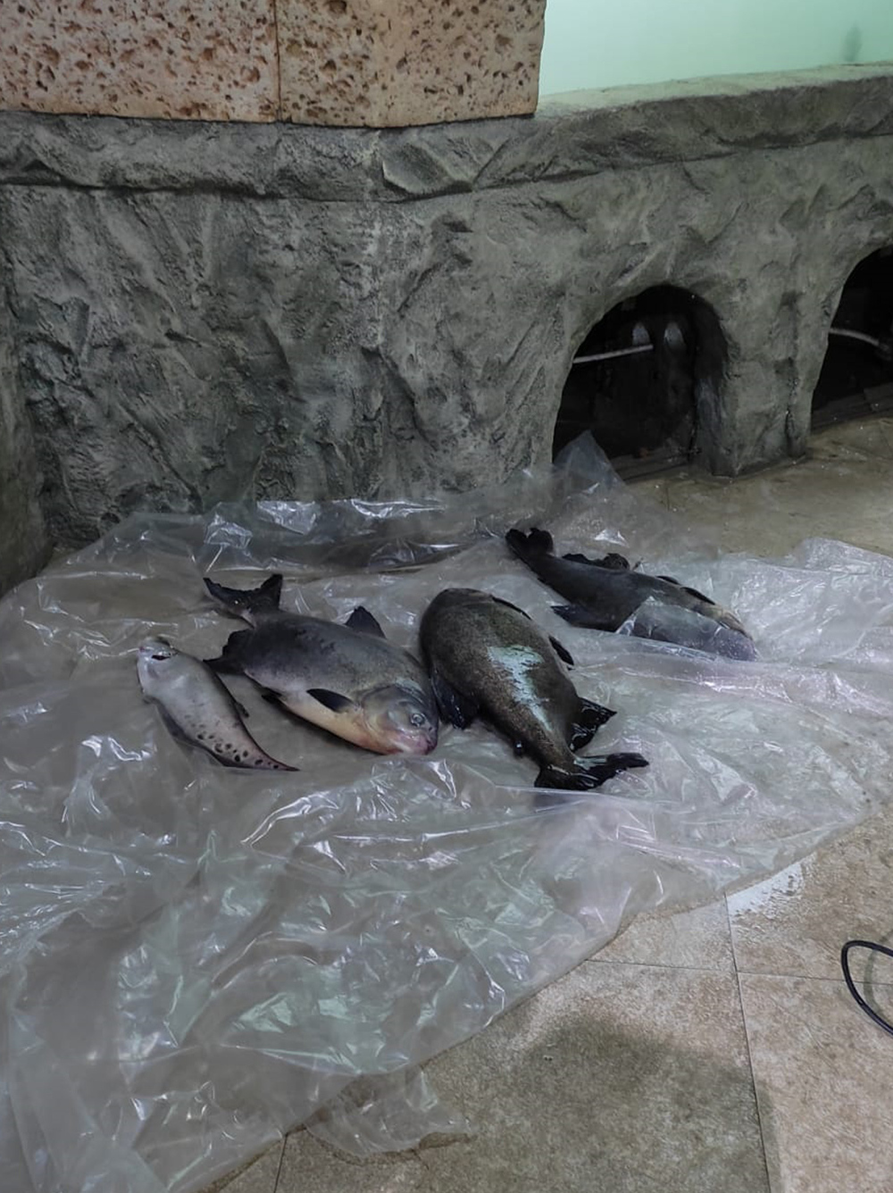 Sivastopol akvaryumunu su bastı: Yüzlerce hayvan öldü